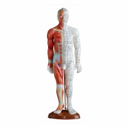55cm Man Acupuncture Model