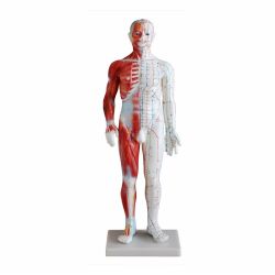 60cm Man Acupuncture Model