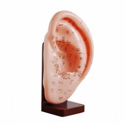 22cm Ear Acupunture Model