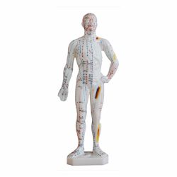 26cm Body Acupuncture Model