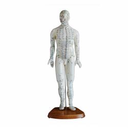 46cm Body Acupuncture Model