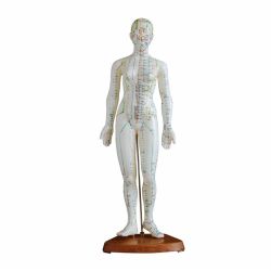 48cm Body Acupuncture Model