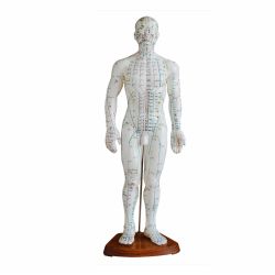 50cm Body Acupuncture Model