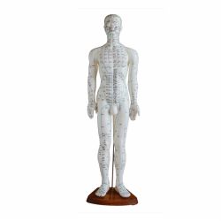 60cm Body Acupuncture Model