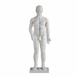 70cm Body Acupuncture Model