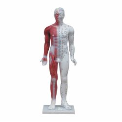 84cm Body Acupuncture Model