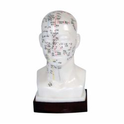 20cm Head Acupuncture Model