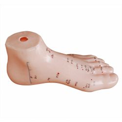 13cm Foot Acupuncture Model