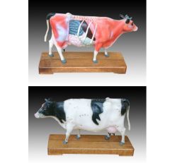 Cattle Model