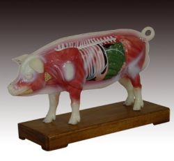 Pig Model