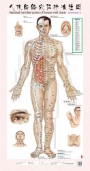 Male acupuncture chart